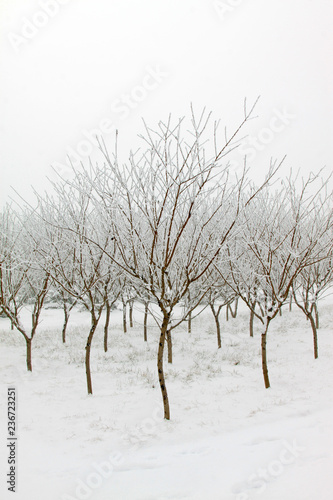 Wallpaper Mural trees in the frost and snow Torontodigital.ca