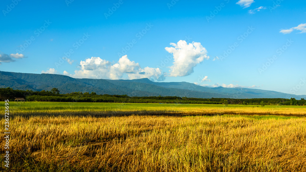 Scenic View Of  Rice field and Mountain background