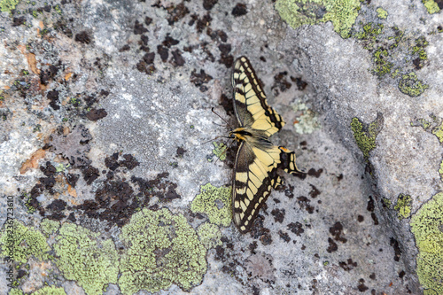 Upperside of a butterfly Papilio Machaon on a picturesque stone photo