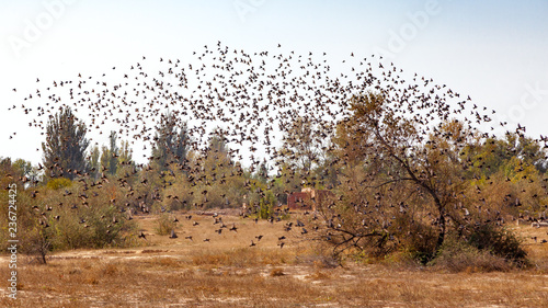 Konstfotografi A swarm of birds