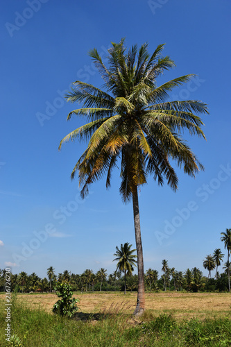 Coconut palm tree in the field with blue sky in background, Perennial plants in the outdoors and daylight