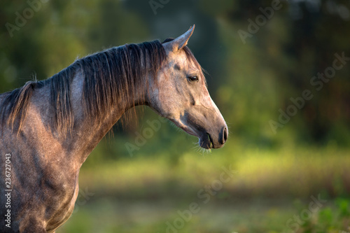 Fototapeta Naklejka Na Ścianę i Meble -  Grey horse portrait free in green lasndscape