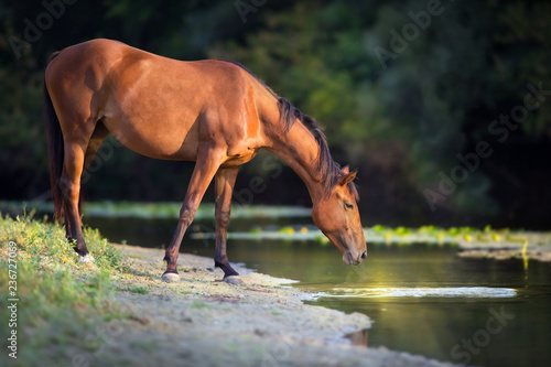 Fototapeta Naklejka Na Ścianę i Meble -  Bay horse drink water in river at sunrise