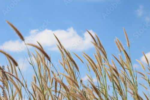Liliopsida flower grass with blue sky