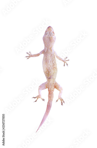 Top view asian house gecko  or hemidactylus  isolated on white background with clipping path