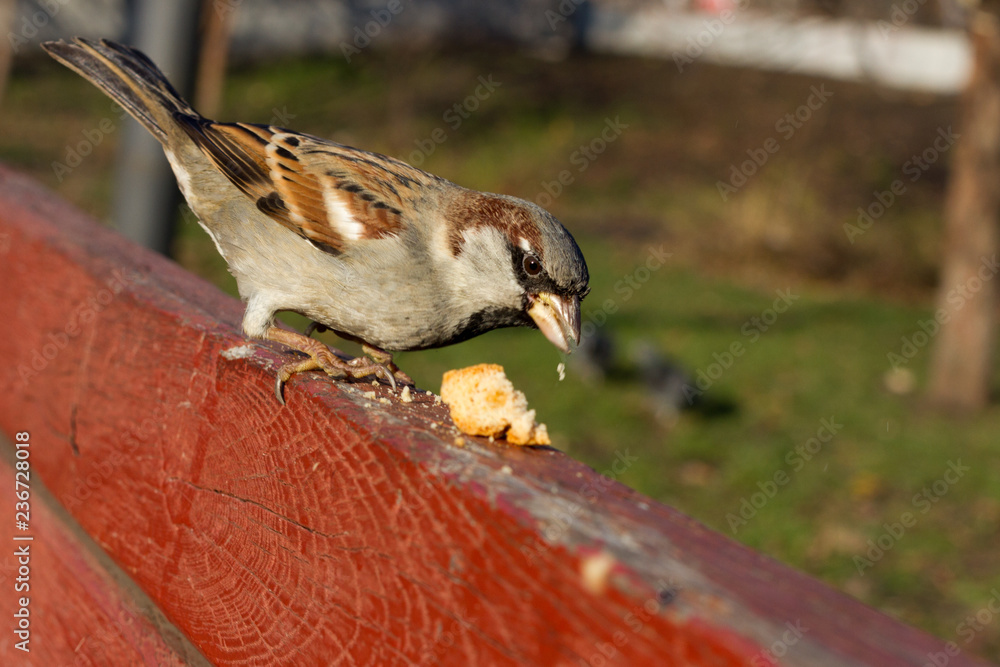 Naklejka premium House sparrow sitting outside. Urban birds. Tree sparrow