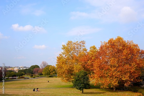 青空に映える秋色の葉を着けた木立