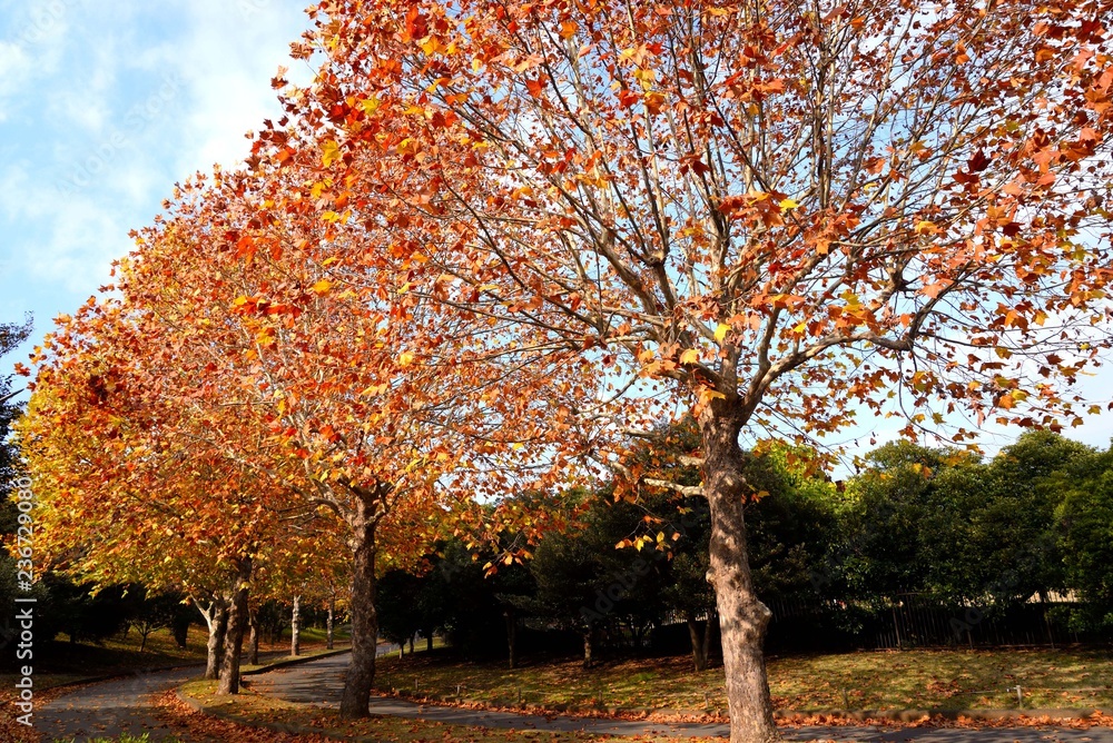 Naklejka premium 青空に映える秋色の葉を着けた木立