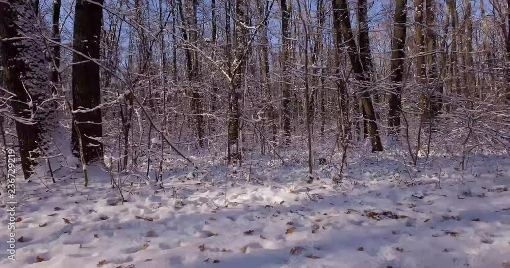 Walk the winter forest on a bright sunny day. Bright blue sky and snow-covered trees and shrubs. The copier runs a path for parallel his own shadow. Walk the winter forest on a bright sunny day. Bright blue sky and snow-covered trees and shrubs. The copier runs a path for parallel his own shadow.