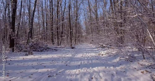 Walk the winter forest on a bright sunny day. Bright blue sky and snow-covered trees and shrubs. 