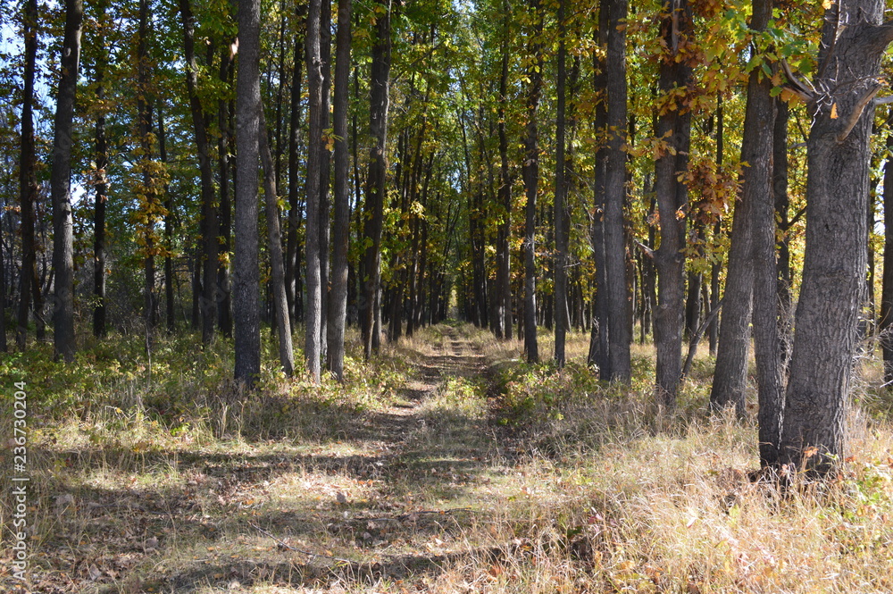 forest in autumn