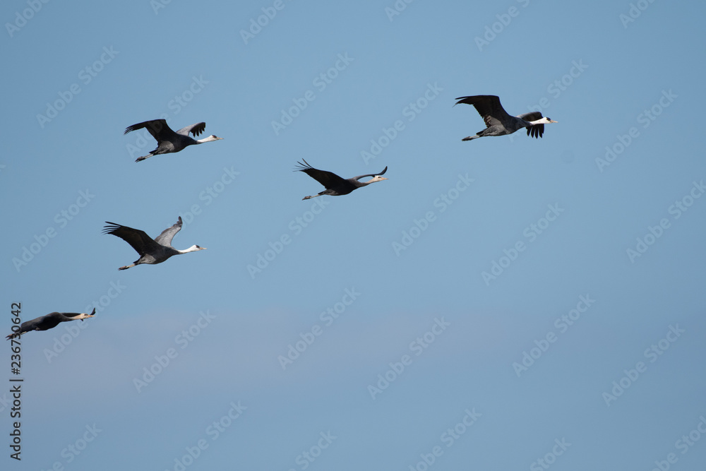 Flock of hooded cranes flying in Izumi city, Kagoshima prefecture, Japan.