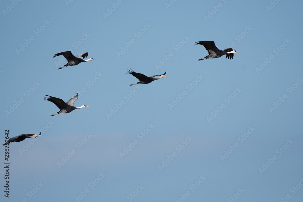 Flock of hooded cranes flying in Izumi city, Kagoshima prefecture, Japan. Flock of hooded cranes flying in Izumi city, Kagoshima prefecture, Japan.