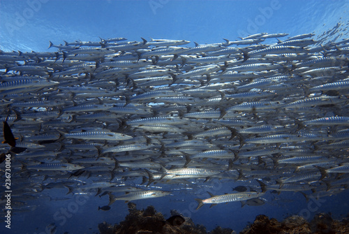 Canvastavla Closeup with the school of giant barracuda in Barracuda Point, Sipadan Island