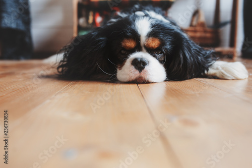 cavalier king charles spaniel dog relaxing and sleeping at home on the floor