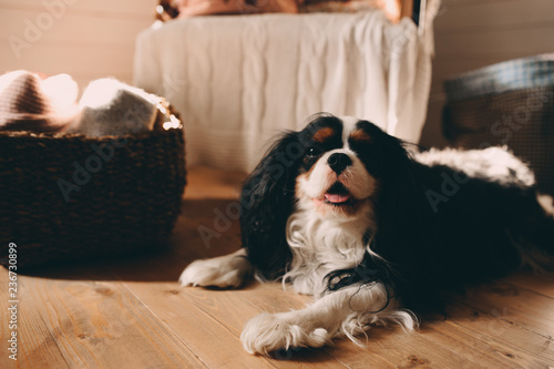 cavalier king charles spaniel dog relaxing at home on the floor
