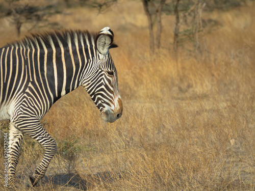 Zebra in der Massai Mara, Freitextfläche
