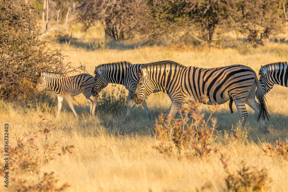 Naklejka premium Herd of zebras ( Equus Burchelli) on the african savannah, Etosha National Park, Namibia.