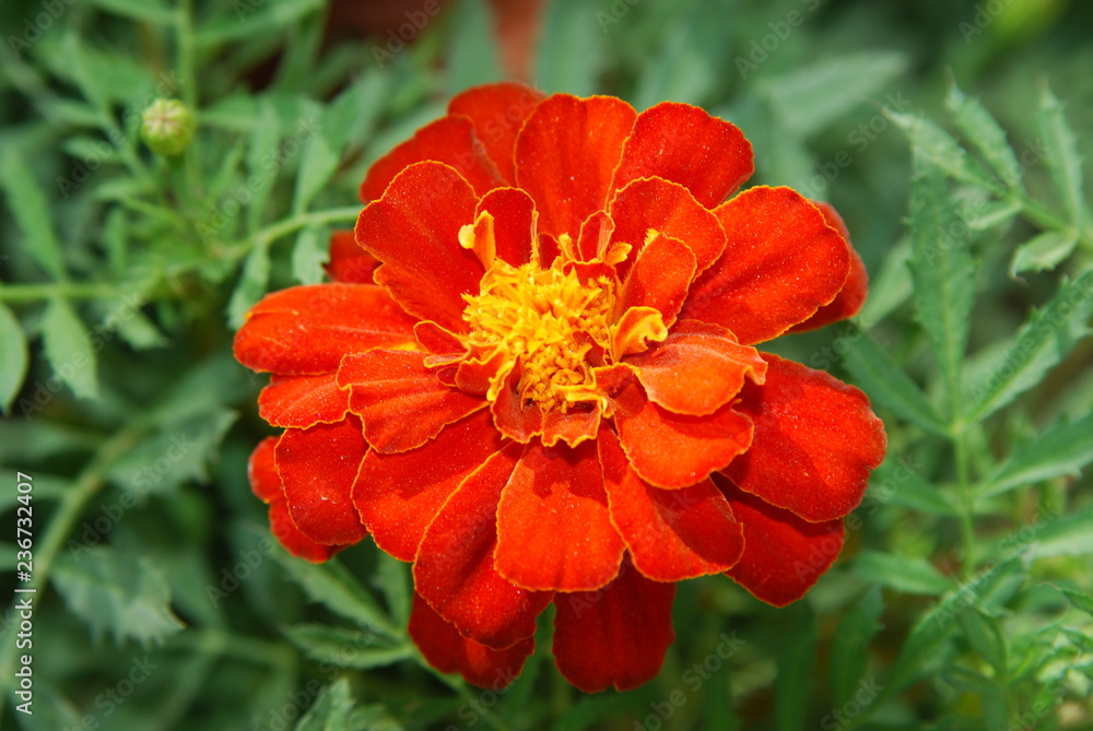 red flower in the garden red flower in the garden