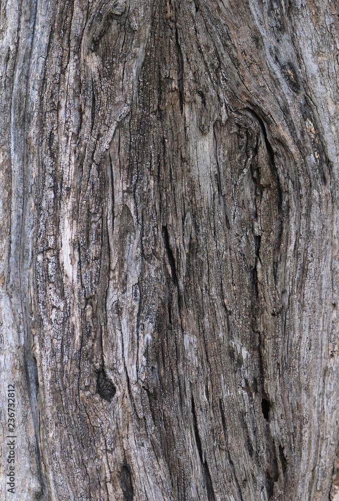 Part of the trunk of an old olive tree with bark covered with a pattern of cracks Part of the trunk of an old olive tree with bark covered with a pattern of cracks