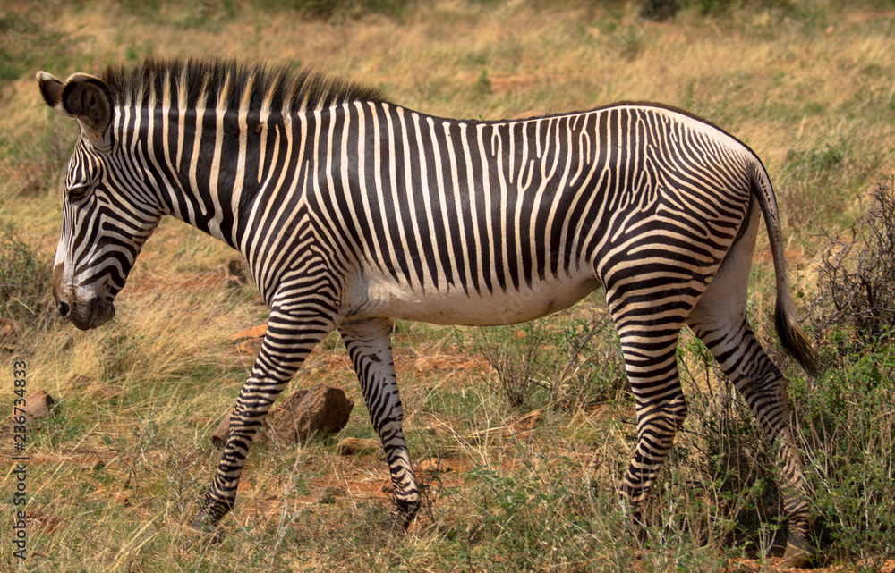 Zebra, Seitenansicht Zebra, Seitenansicht