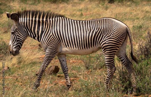 Zebra  Seitenansicht