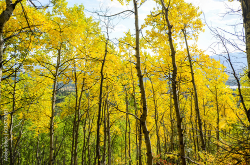 秋のカナディアンロッキー　ヤムナスカ山の麓の黄葉（空なし）（カナダ・アルバータ州）