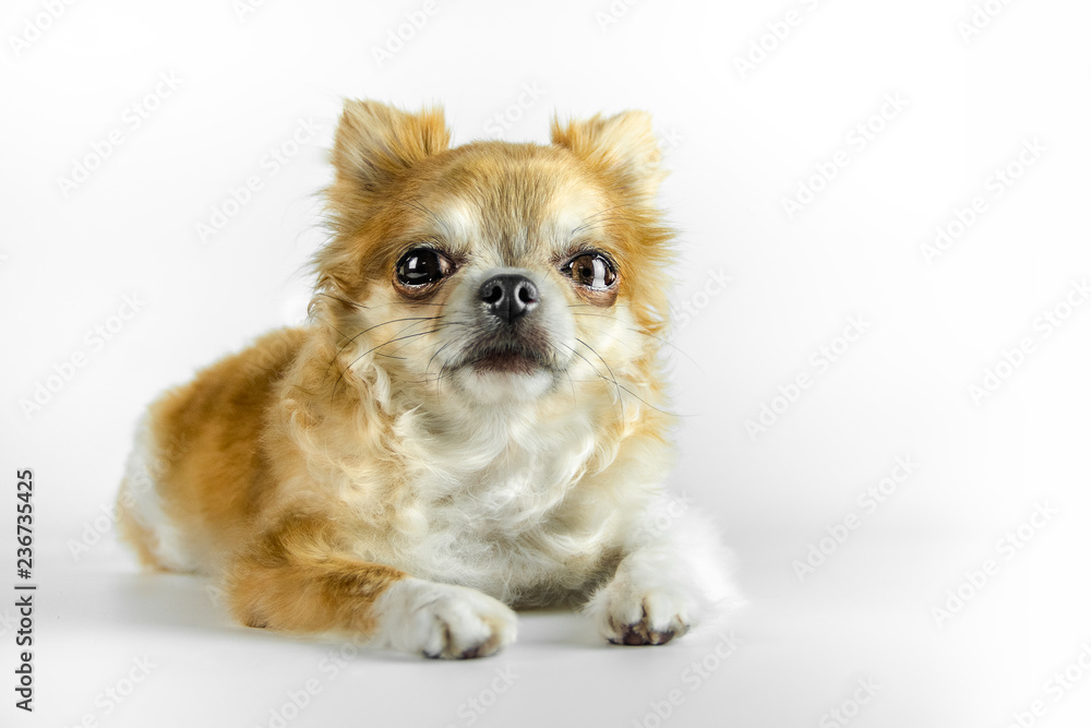 Studio shot of a Chihuahua isolated over white background Studio shot of a Chihuahua isolated over white background
