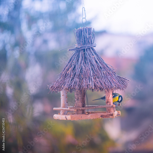 Colorful winter birds on bird feeder © noxnorthy