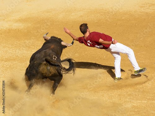 Competición con toros bravos en España. Esta competición es un forma de la tauromaquia donde la gente usa su propio cuerpo para torear