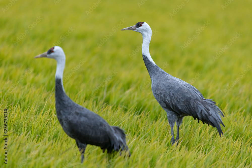 Naklejka premium 鹿児島県出水市に渡って来るマナズルのアップ、干拓地にて、