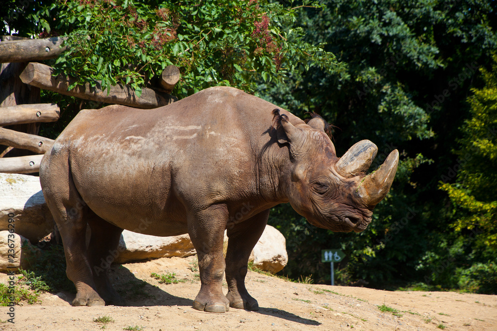 Naklejka premium Spitzmaulnashorn