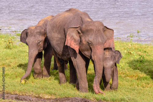 Elefanten im Udawalawe Nationalpark auf Sri Lanka photo