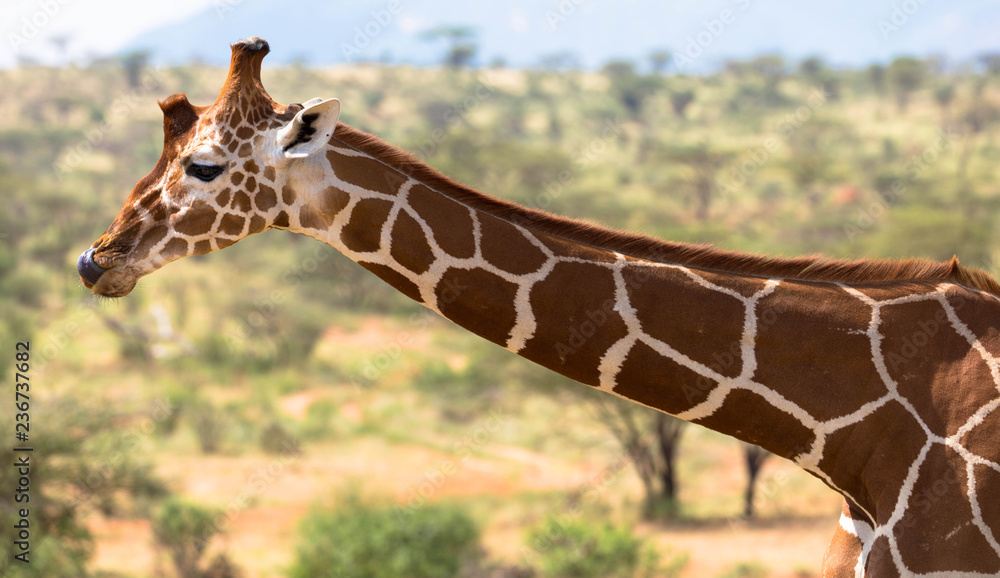 Obraz premium Rotschildgiraffe