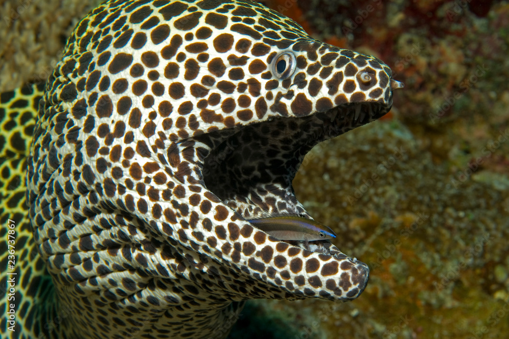 Moray Eel in symbiosis with a Cleaner Wrasse Stock Photo Adobe Stock
