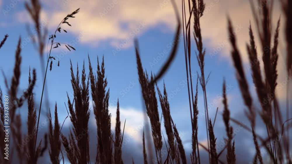 Golden ears of dry grass swaying in the wind against the sky, in the autumn evening. Golden ears of dry grass swaying in the wind against the sky, in the autumn evening.