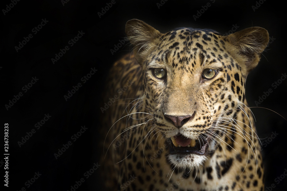 Naklejka premium Leopard on a black background.