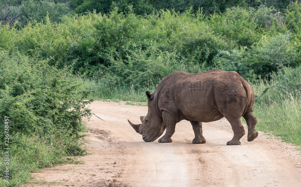 Fototapeta premium Breitmaulnashorn im Madikwe Wildschutzreservat in Südafrika
