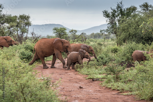 Elefantenherde überqueren Landstraße im Madikwe Game Reserve