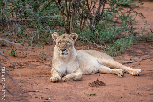 Löwen in Madikwe, Südafrika photo