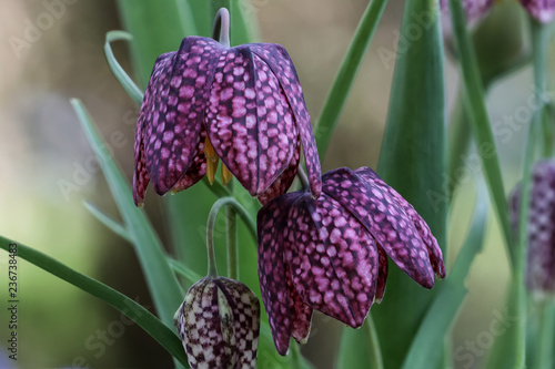 Schachblume photo