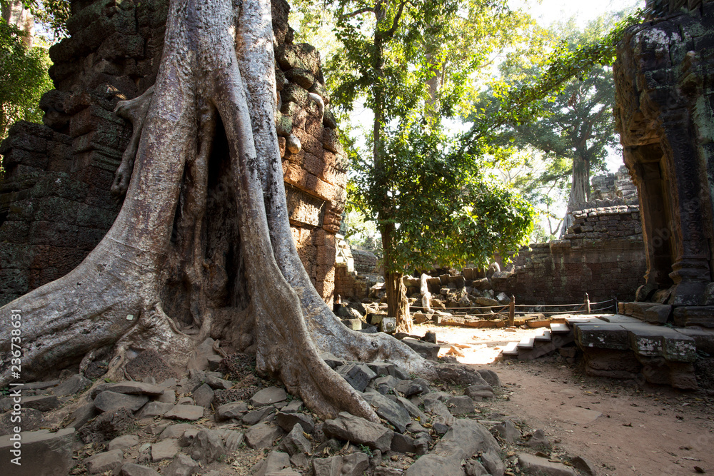 Ta Prohm Temple, Temples of Angkor, Cambodia Ta Prohm Temple, Temples of Angkor, Cambodia