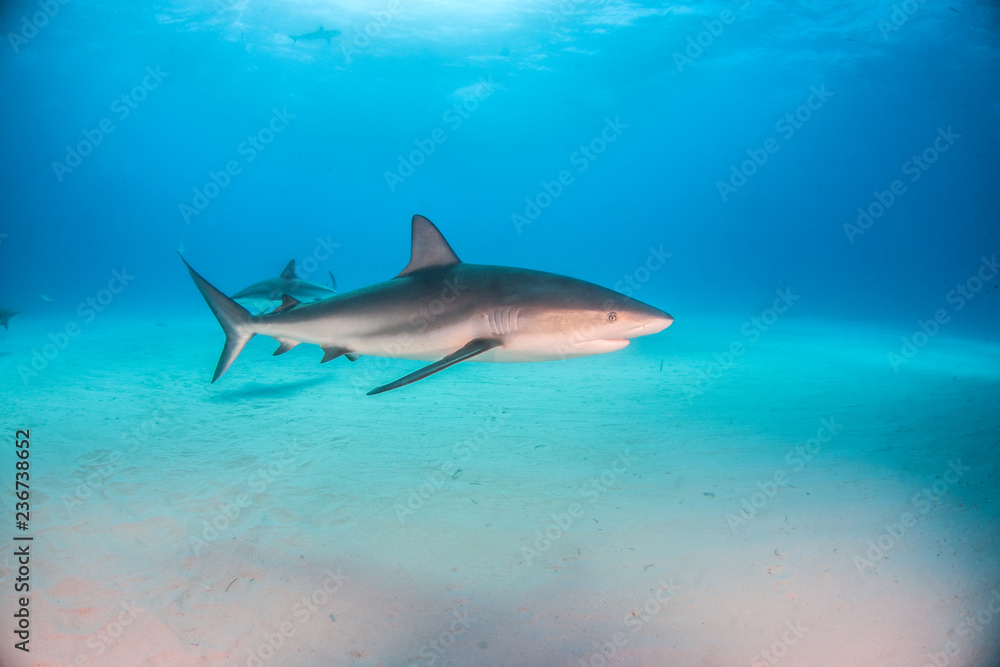 Obraz premium Caribbean reef shark at the Bahamas