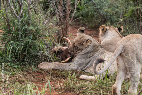 Löwen in Madikwe, Südafrika