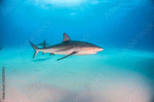 Caribbean reef shark at the Bahamas