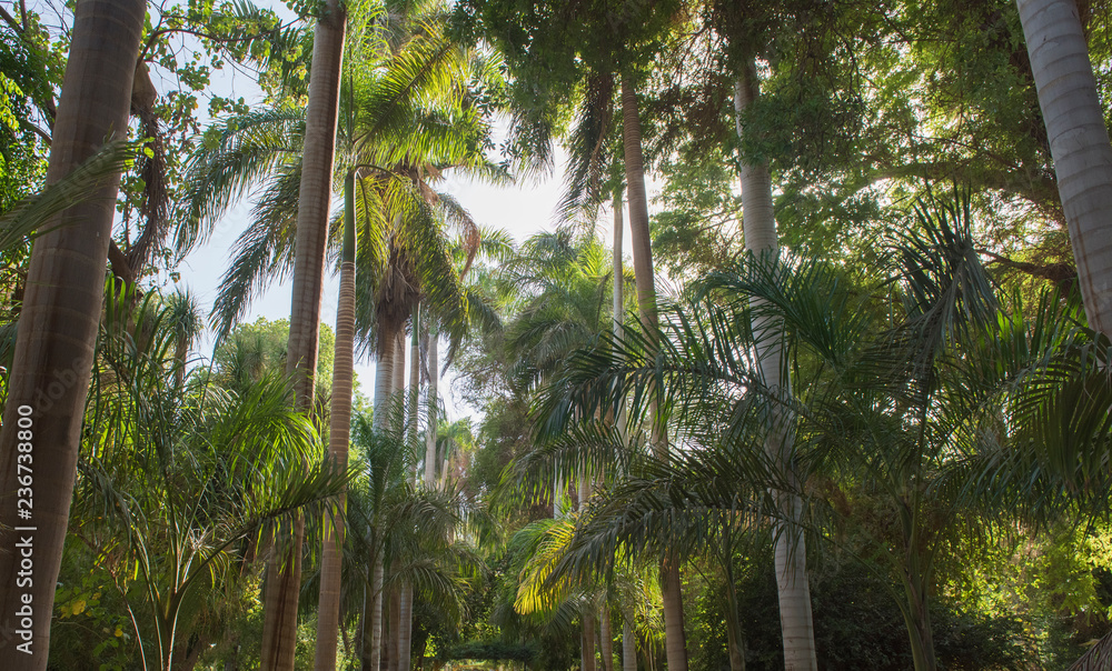 Naklejka premium Trees at tropical botanical gardens on Kitcheners Island at Aswan in Egypt