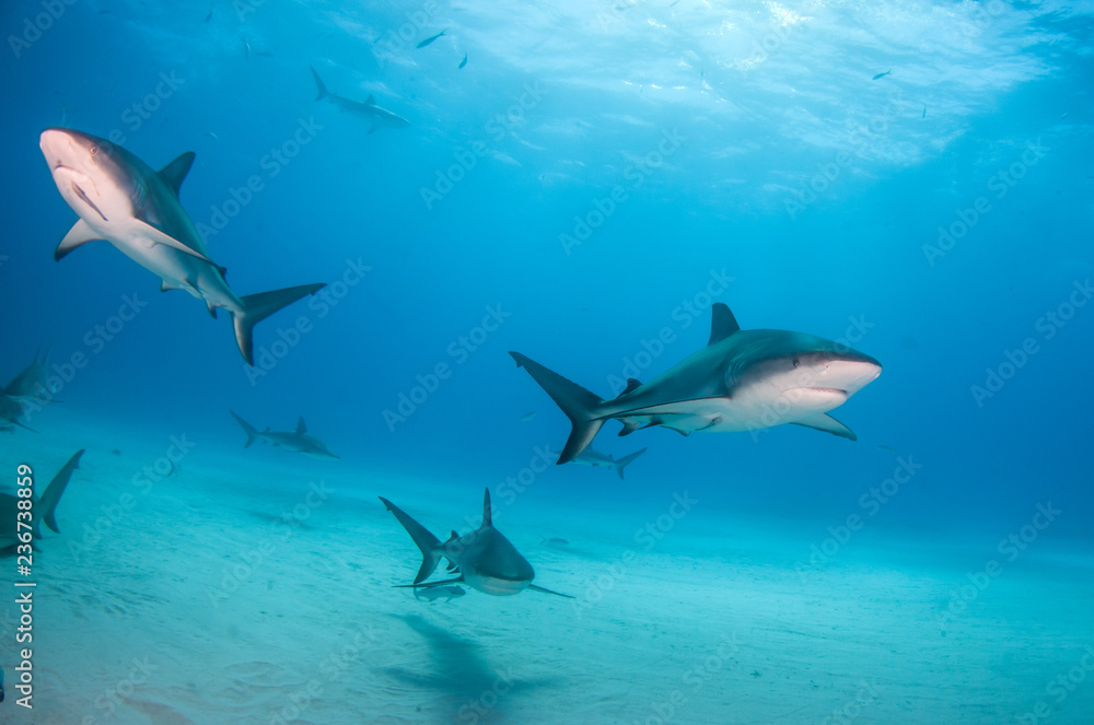Obraz premium Caribbean reef shark at the Bahamas