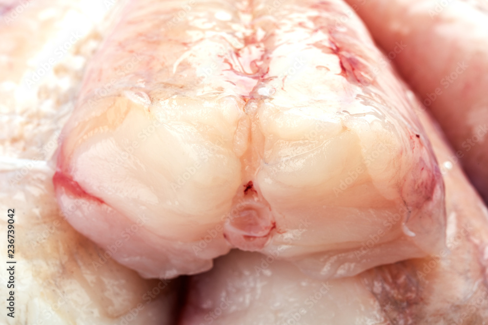 Fototapeta premium fresh burbot ready to be cooked