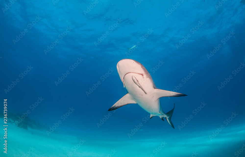 Fototapeta premium Caribbean reef shark at the Bahamas