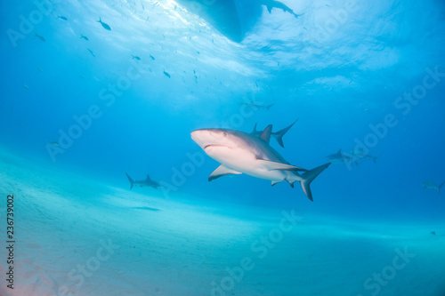 Caribbean reef shark at the Bahamas